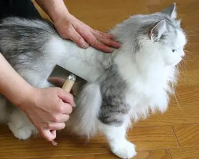 hình ảnh tỉa lông cho mèo
